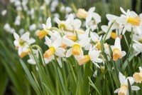 Narcissus 'Winter Waltz' -  Daffodil