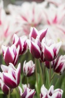 Tulipa 'African King' - Tulip