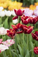 Tulipa 'Armani' - Tulip