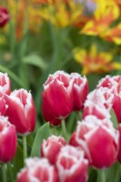 Tulipa Castana - Fringed Tulip