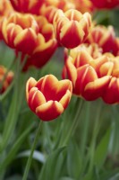 Tulipa 'Dow Jones' - Tulip