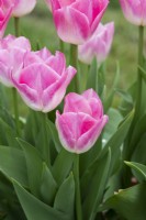 Tulipa 'Dynasty' - Tulip