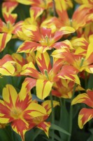 Tulipa 'Firework' - Tulip