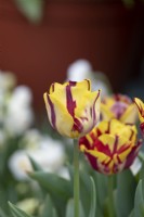 Tulipa 'Helmar' - Rembrandt Tulip 