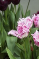 Tulipa 'Drakensteyn'