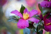 Winter flowering Camellia sasanqua 'Crimson King'