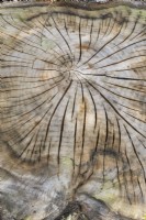 Stump of felled tree