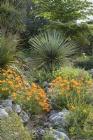 Eschscholzia californica - Californian Poppy with Yucca thompsoniana in dry garden
