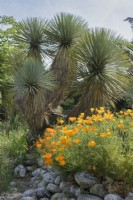 Eschscholzia californica - Californian Poppy with Yucca thompsoniana in dry garden