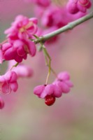 Euonymus hamiltonianus 'Pink Delight' - Spindle Tree pink autumn seedpods