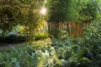 View across the bed with Polystichum setiferum 'Prolifer' to bamboos Phyllostachys aurea 'Flavescens Inversa' at sunset in in Hillier garden. 