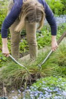 Deschampsia cespitosa 'Waldschatt'. Dividing a grass. Step 1. Woman teasing a clump apart using two forks back to back. May