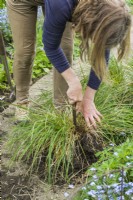 Deschampsia cespitosa 'Waldschatt'. Dividing a grass. Step 2. Woman using a garden knife to cut through remaining tough roots. May