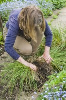 Deschampsia cespitosa 'Waldschatt'. Dividing a grass. Step 3. Woman pulling apart the two sections of root. May