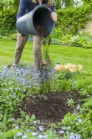 Deschampsia cespitosa 'Waldschatt'. Dividing a grass. Step 4. Woman adding garden compost before replanting May