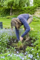Deschampsia cespitosa 'Waldschatt'. Dividing a grass. Step 7. Woman replanting division of ornamental grass in border. May

