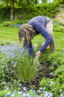 Deschampsia cespitosa 'Waldschatt'. Dividing a grass. Step 7. Woman replanting division of ornamental grass in border. May