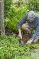Man cutting off previous year's foliage from an evergreen fern - Polypodium cambricum - in a shady border in late spring just before new fronds start to emerge. May