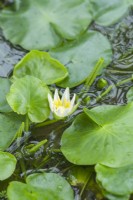 Nymphaea thermarum. The smallest species of waterlily. Once native to Rwanda but now extinct in the wild. May