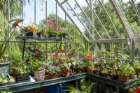 Selection of plants growing in the greenhouse, including Streptocarpus, Strelitzia reginae, Bird of Paradise and Pelargonium
