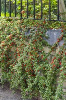 Cotoneaster trailing over low wall in front garden next to pavement. May