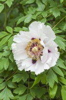Paeonia rockii - Rock's Tree Peony. Closeup of flower. May