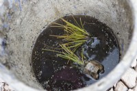 Two plug plants are soaked in water in preparation for planting within a vegetated modular retaining wall. Carex testacea, orange New Zealand sedge.