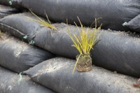 A plug plant is sited for planting within a modular vegetated retaining wall. The plant is carex testacea, orange New Zealand sedge. 