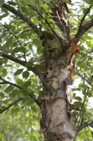 Betula nigra 'River Birch'. Peeling tree bark.