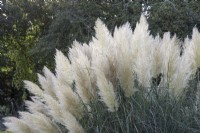 Cortaderia selloana 'Pumila' - Pampas grass - October