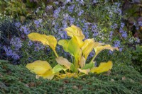 Hosta 'Krossa Regal' - plantain lily - October