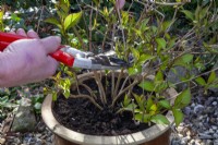 Pruning a containerised Hydrangea using secateurs