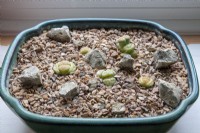 Young seed raised Lithops Living Stones in a glazed pan
