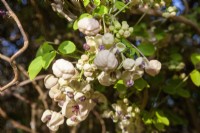 Flowers of Akebia quinata 'White Chocolate' 