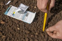 Sowing sunflowers outdoors - Sowing two seeds (2.5 - 5cm apart into 1.5cm deep holes. after germination, thin to just one seedling