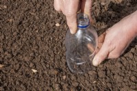 Sowing sunflowers outdoors - Cover seeds with a bottom-less plastic bottle (cloche) to protect them and keep them warm