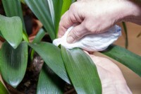 Caring for a Clivea plant using a damp, clean cloth to remove dirt and grime