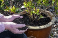 Adding fresh compost over the surface of the compost of a containerised Hydrangea