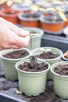 Woman pricking out sunflower seedlings