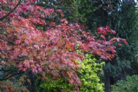 Acer japonicum 'Aconitifolium' - downy Japanese maple - October