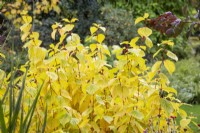 Cornus sanguinea 'Magic Flame' - Dogwood - October
