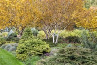 Autumn colour in the Winter Garden at The Bressingham Gardens, Norfolk, designed by Adrian Bloom - October

Betula apoiensis 'Mount Apoi', Abies nordmanniana 'Golden Spreader', Microbiota decussata, Cornus sanguinea 'Midwinter Fire. 
