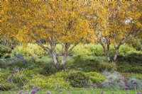 Autumn colour in the Winter Garden at The Bressingham Gardens, Norfolk, designed by Adrian Bloom - October

Betula apoiensis 'Mount Apoi', Cornus sanguinea 'Midwinter Fire, Verbena bonariensis 