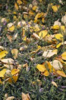 Erica x darleyensis 'Kramer's Rote' with leaves of Hamamelis mollis - October