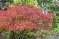 Prunus incisa 'Kojo-no-mai' - Fuji cherry - October 