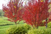 Acer rubrum 'Brandywine' with Cornus sanguinea 'Midwinter Fire - October 