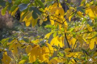 Sassafras albidum leaves in autumn - October