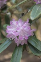 Rhododendron degronianum subsp. heptamerum