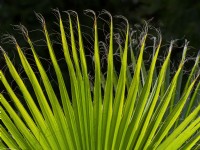 Washingtonia filifera - Californian Fan Palm 
