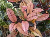 Codiaeum variegatum leaves